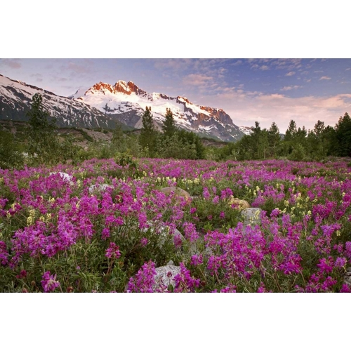 Alaska View of flowers and Fairweather Range